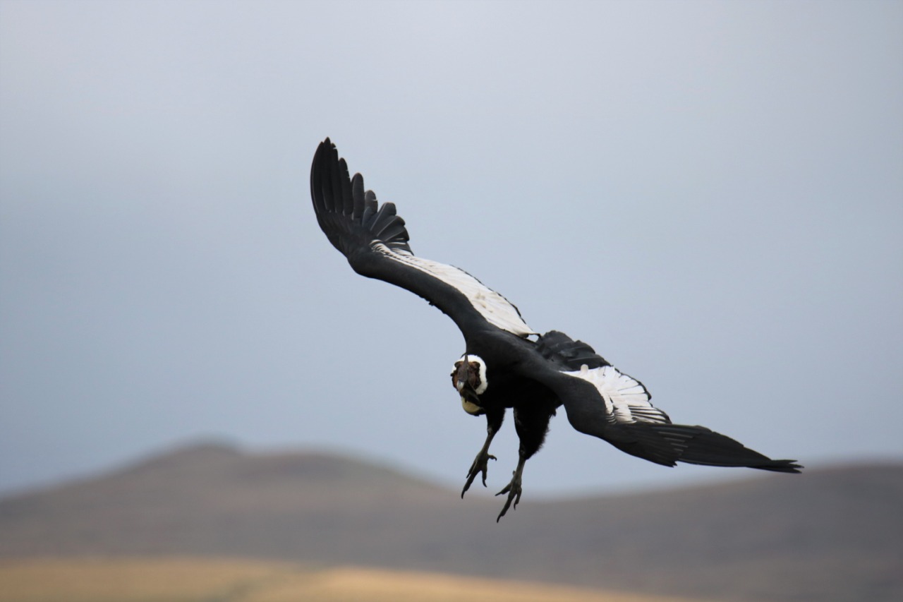 Jocotoco celebrates National Condor Day