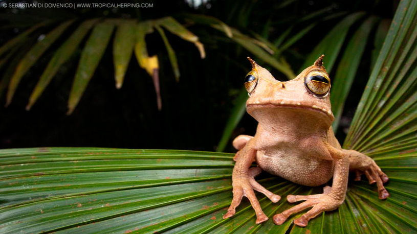 The horned marsupial frog