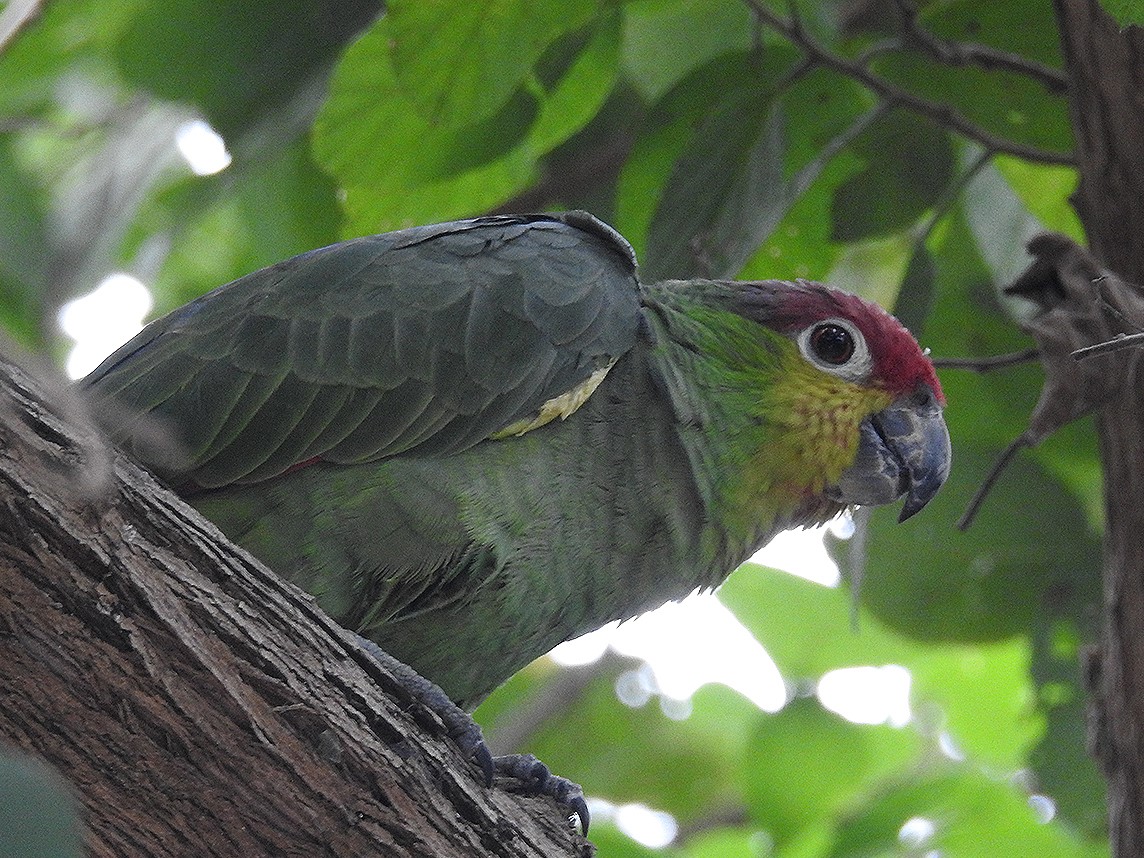 Las Balsas reserve expansion