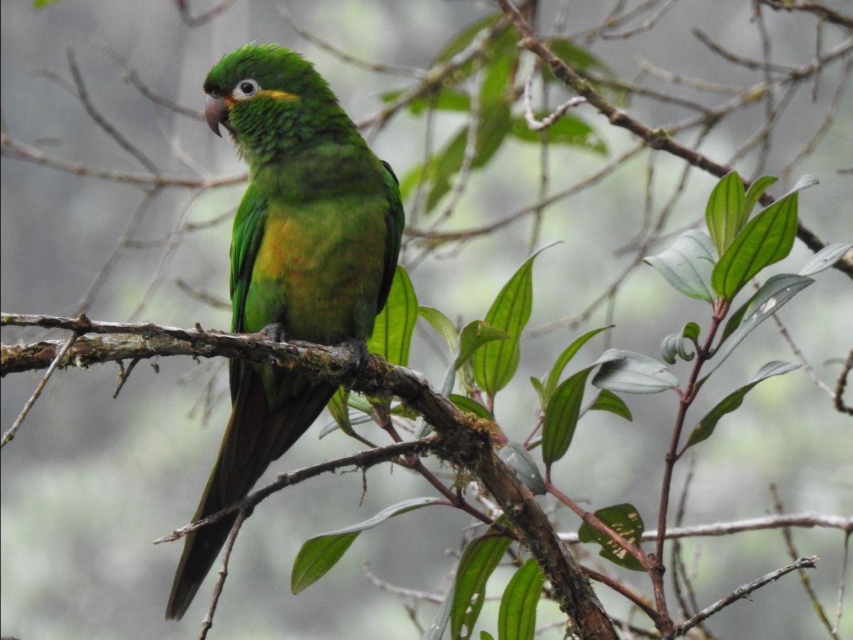 ¡Nuevo apoyo para conectar los bosques en el Sur de Ecuador!