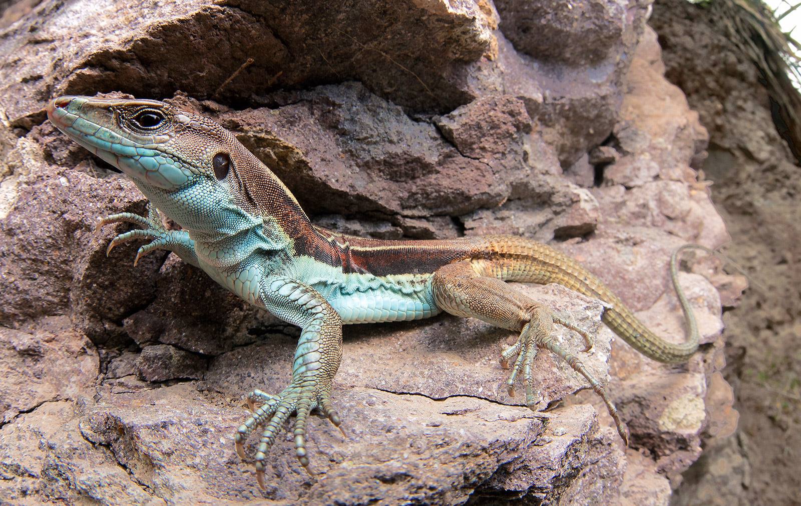 ¡Dos especies amenazadas de reptiles son redescubiertas!