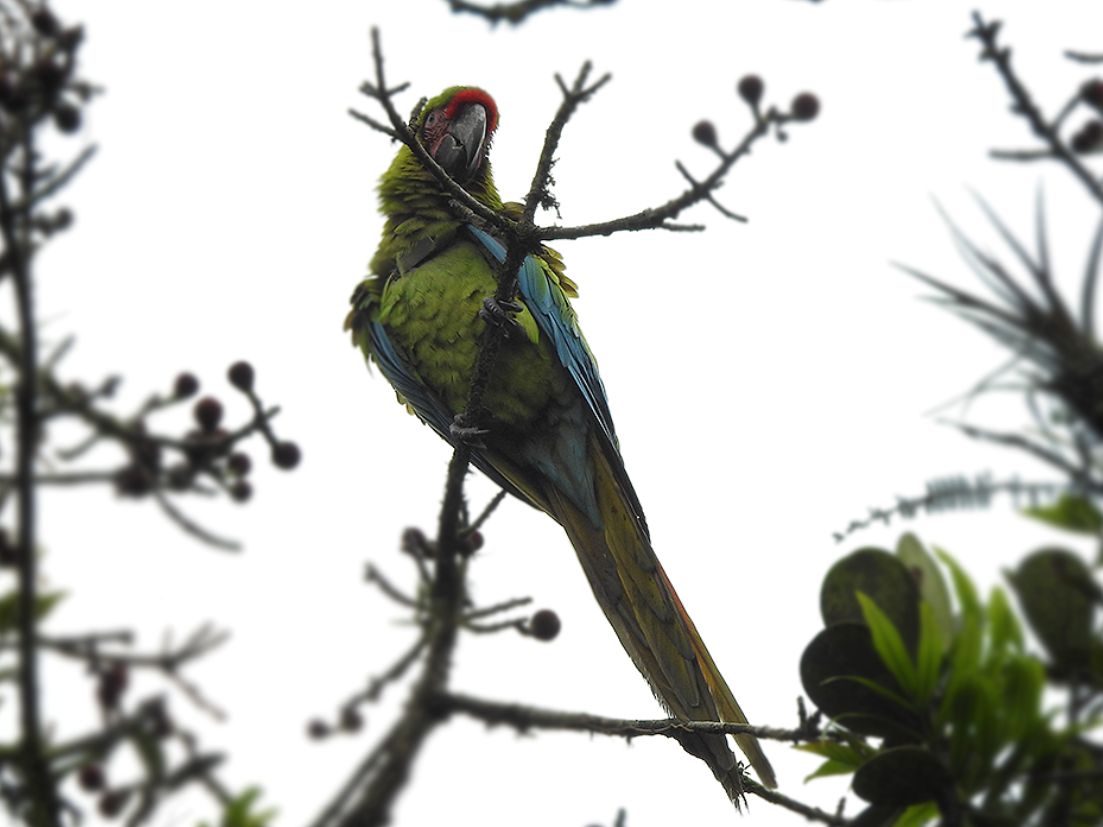 ¡Liberación de Guacamayos Verde Mayor en su hábitat!