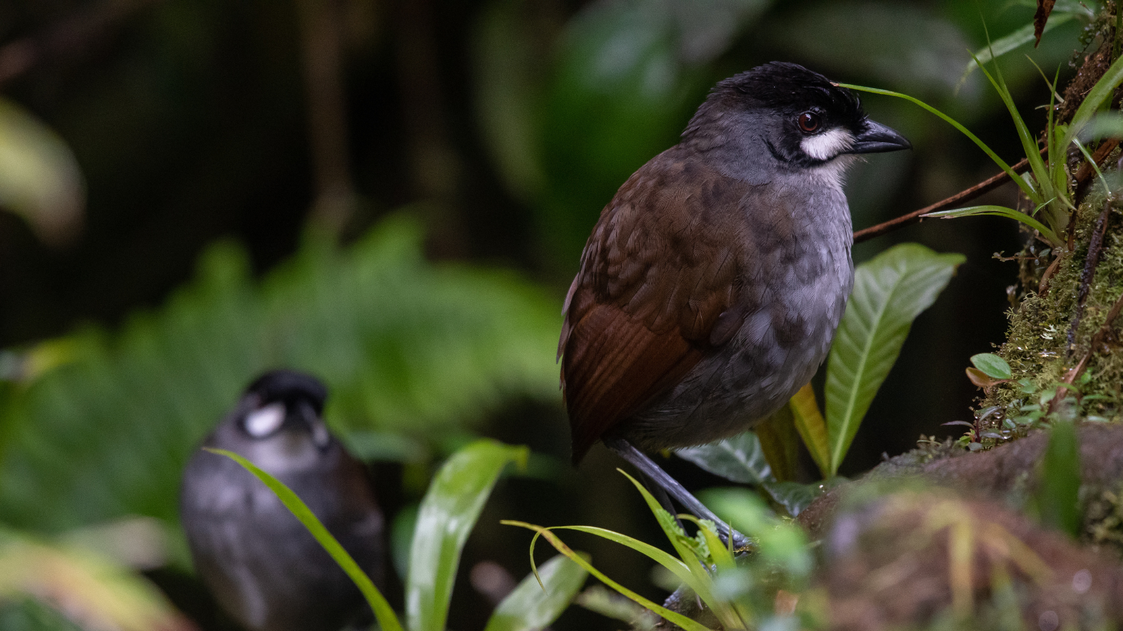 Jocotoco and Birdlife International lead the working group to increase the 137 KBAs in Ecuador