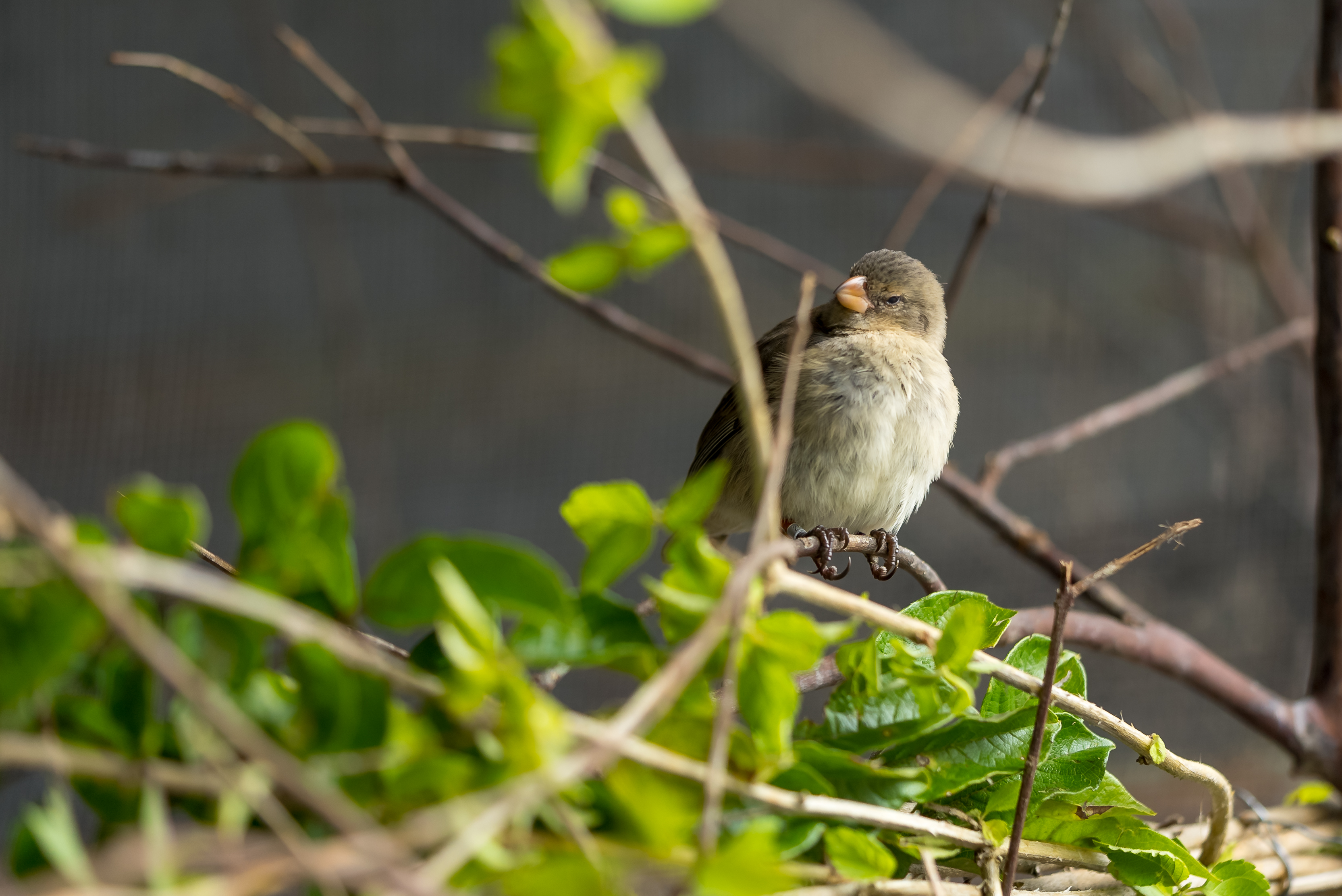 Nature returns on the Galapagos: Release of Darwins finches marks a milestone for Rewilding Floreana