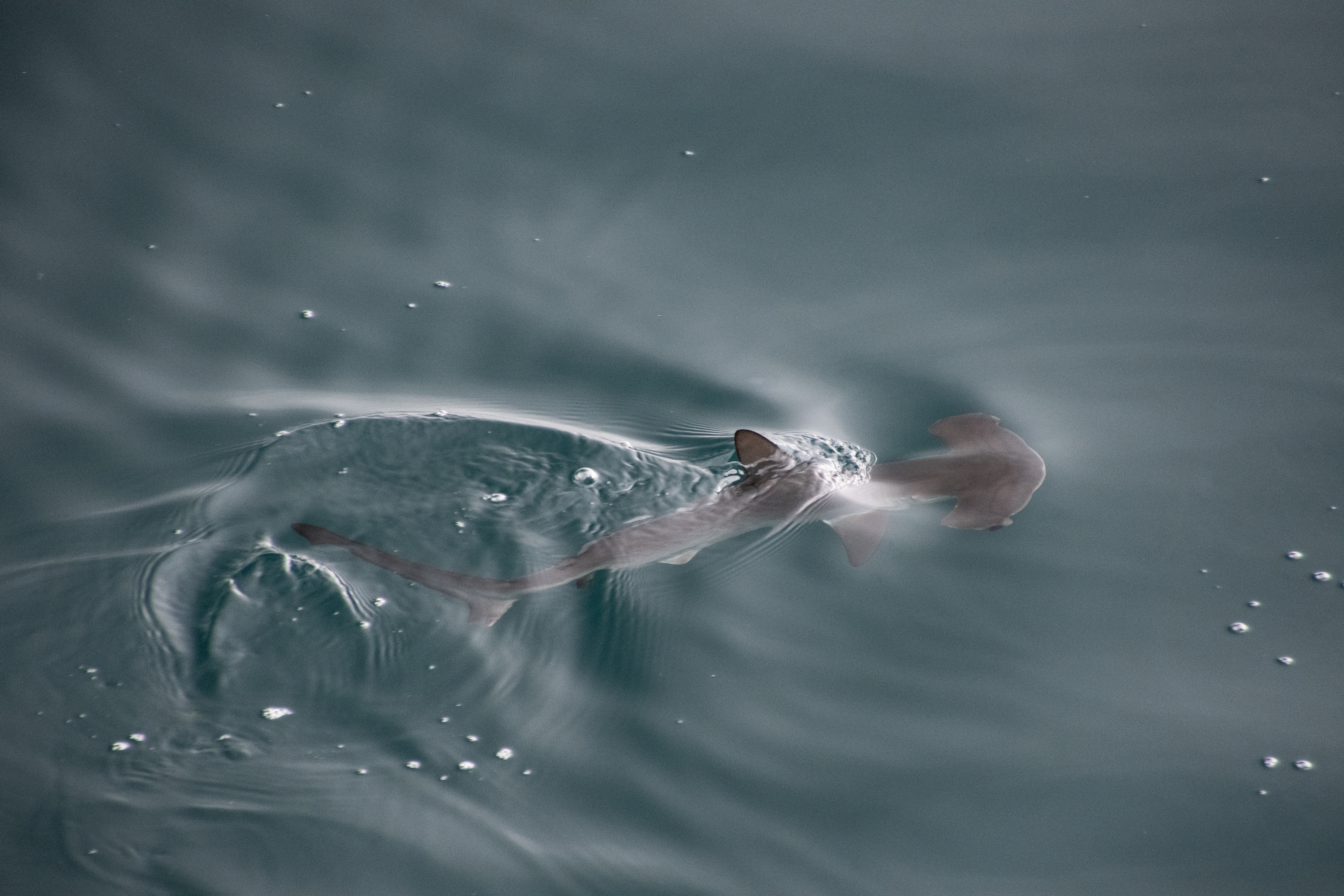Se descubre nueva guardería de tiburones martillo en Galápagos