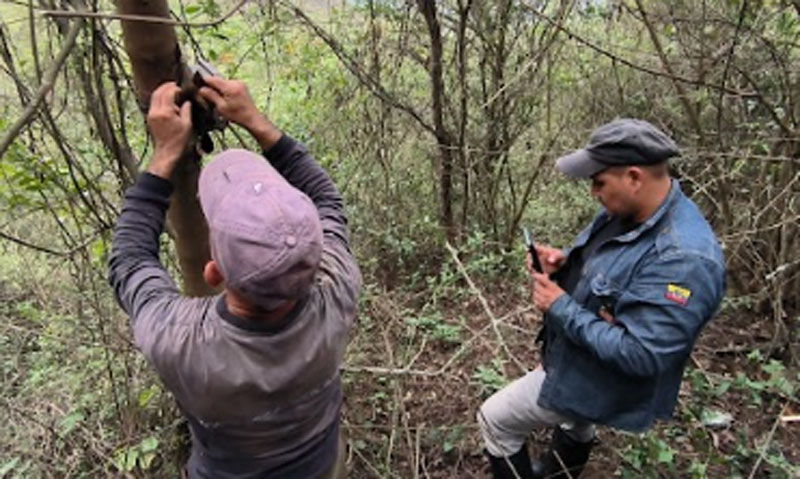 Green Tech: AI tools assisting us in conservation innovation